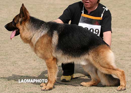 SG3 3009* 青年公犬组 Haro von WeiSheng 公 2007-02-23 CJS4117 CSZ47767 郭守祥