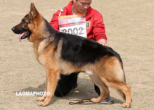 SG4 3002* 青年公犬组 Cari von ChongQingZhengDe 公 2007-07-10 CCN0513 CSZ56797 高其良