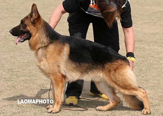 SG5 3019 青年公犬组 Sam von DiGuo 公 2007-04-19 CWN1422 CSZ48895 葛立君