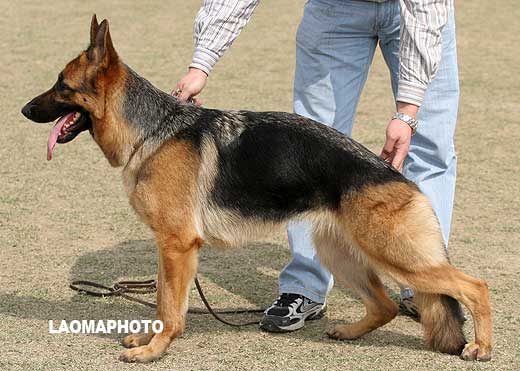 SG2 4009* 青年母犬组 Baps von ShiChaHai 母 2007-03-03 CAA2017 CSZ47512 楼根生