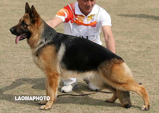 SG3 4012 青年母犬组 Eila von GongTuo 母 2007-05-09 CFM4108 CSZ60978 张殿海