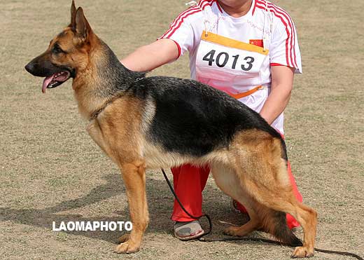 SG4 4013* 青年母犬组 Eda von BoLin 母 2007-08-08 CUM0618 CSZ59025 林尔苍