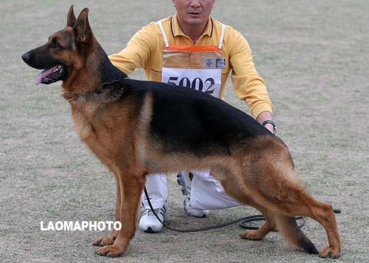 SG2 5002 幼年公犬组 Bacos von KaNi 公 2007-08-28 CZF1674 CSZ60039 林扬芳