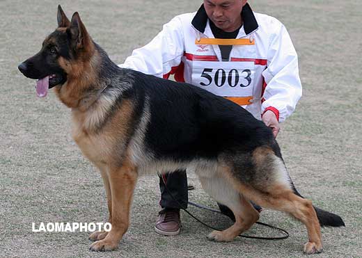 SG4 5003 幼年公犬组 Carro von JiuGongDeMao 公 2007-11-28 CAA4662 CSZ64495 高其良