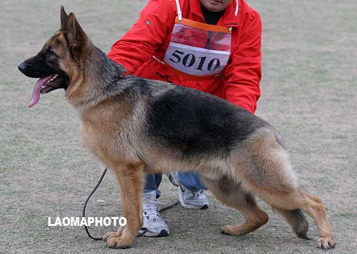 SG5 5010 幼年公犬组 Ahco von JinTao 公 2008-01-05 CDM3209 CSZ63752 王中生