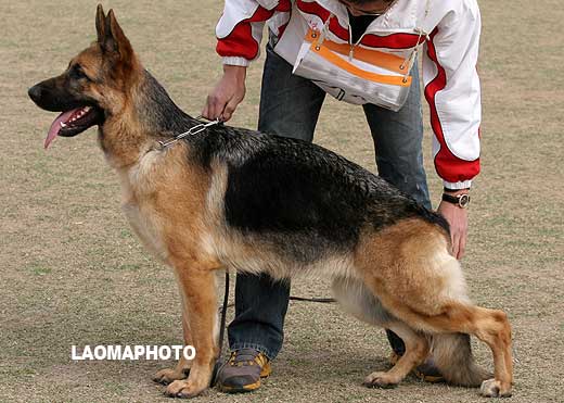 SG2 6005 幼年母犬组 Ejaxi von ChangFeng 母 2007-12-26 CXN2809 CSZ64406 史国清