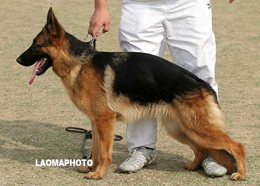 SG3 6018 幼年母犬组 Feisidn von HaoEn 母 2007-12-28 CXN2877 CSZ64761 荆全平