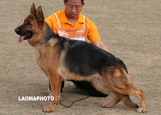 SG5 6001 幼年母犬组 Aila von German 母 2007-11-04 CAA3161 CSZ66632 杨素辰