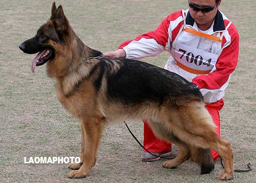 VV2 7004 幼大公犬组 Ullmsy von Barco 公 2008-03-06 CHF5228 CSZ68421 苏志镒