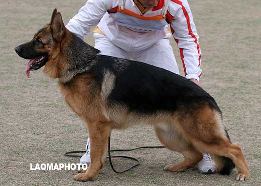 VV3 7009 幼大公犬组 Fito von ZhongLong 公 2008-03-16 CEA6236 CSZW80969 李凤滨
