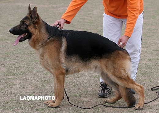 VV5 7003 幼大公犬组 Eige von JingXing 公 2008-03-06 CKA2368 CSZ66840 李经涛