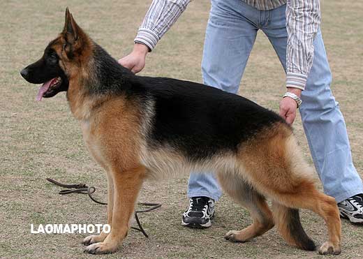 VV2 8003 幼大母犬组 Chloe von JinYing 母 2008-04-06 CFN5754 CSZ79855 陈小军