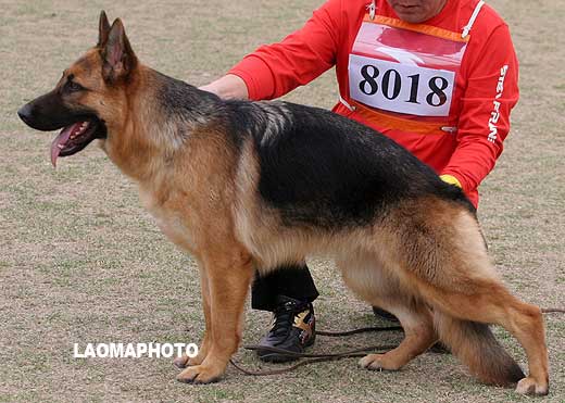 VV3 8018 幼大母犬组 Dolly von fute 母 2008-05-18 CZF2216 CSZ77536 葛立君