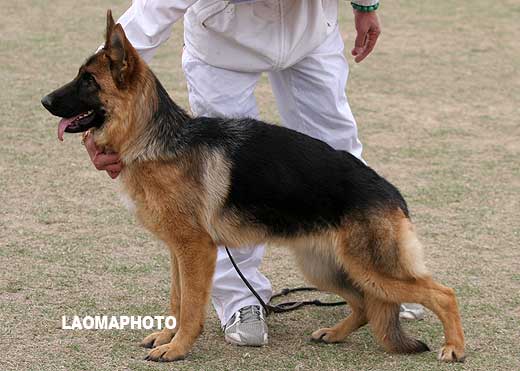 VV5 8001 幼大母犬组 Camagis von MingDe 母 2008-05-15 CBZ4621 CSZW84903 邹继孝
