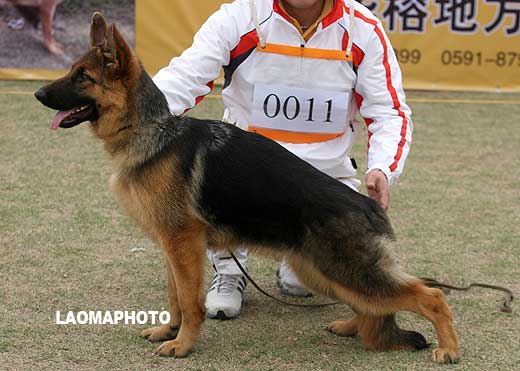 VV2 0011 幼小母犬组 Belly von P&D 母 2008-07-05 CDZ0148 CSZW81251 顾宏伟