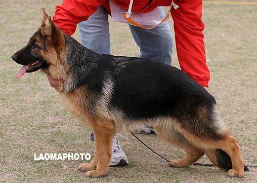 VV3 0019 幼小母犬组 Byndia von JinTao 母 2008-08-02 CDZ0818 CSZ83297 王中生