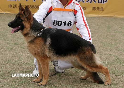VV4 0016 幼小母犬组 Cetta von HangZhouWeiLi 母 2008-07-06 CZZ4558 CSZ82916 禇孝立