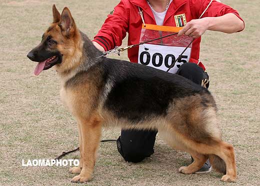 VV5 0005 幼小母犬组 Basrah von Rein 母 2008-06-22 CPZ6595 CSZ83385 黄周达