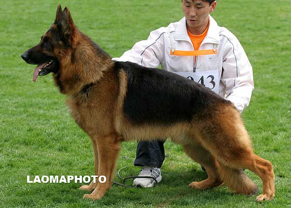 V2 1043* 成年公犬组 Sony vom Heinrichplatz 公 2005-12-08 A-A2624 CSZ8001954 吴文生