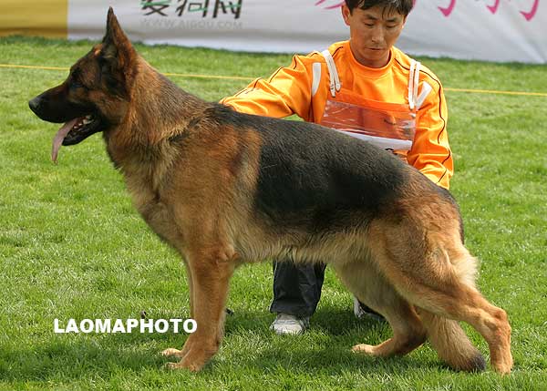 V3 1059* 成年公犬组 Elan von ZhenDe 公 2006-01-21 CKF4556 CSZ26235 樊永利