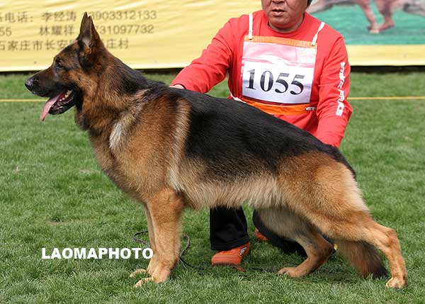 V5 1055 成年公犬组 Ban von SenBei 公 2005-06-17 CEF2080 CSZ19912 朱玉宝