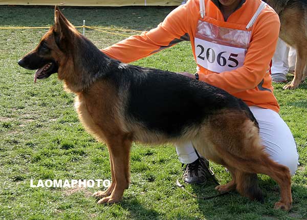 V2 2065* 成年母犬组 Ebi von XinTan 母 2006-02-28 CKF4586 CSZ25251 李经涛