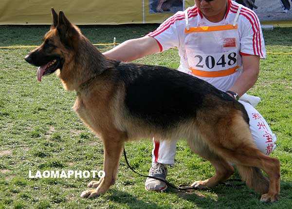 V3 2048* 成年母犬组 Nicki vom Aphroditer Kennel 母 2005-04-21 CYX645 CSZ8001227 潘怀东
