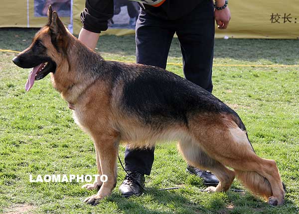 V4 2014 成年母犬组 Karis von DeAiEr 母 2006-12-30 CTS3085 CSZ44257 李继发