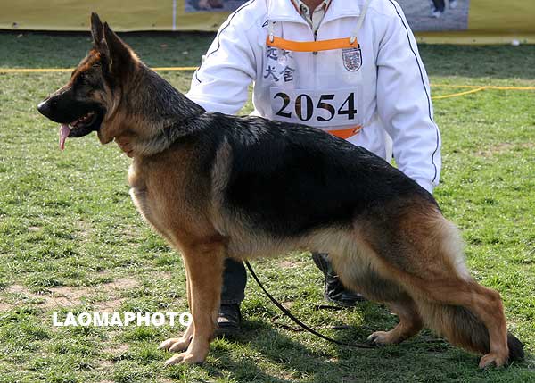 V5 2054* 成年母犬组 Jaina von HuaDong 母 2007-01-08 CFF2860 CSZ45865 贾咏梅