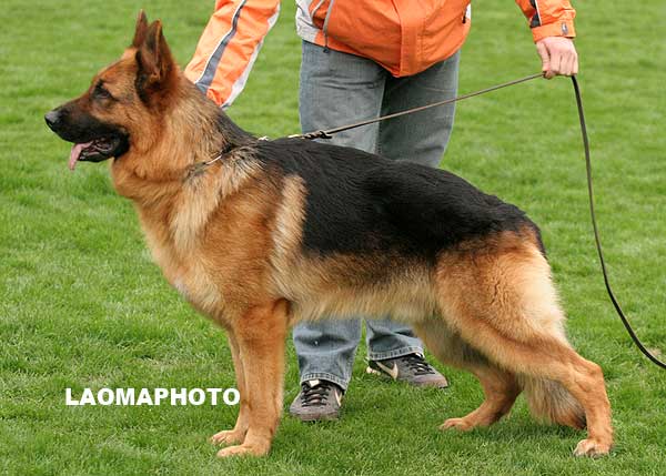 SG2 3027* 青年公犬组 Daphy von QunHeMing 公 2007-04-21 CLA0837 CSZ50910 王喜庆