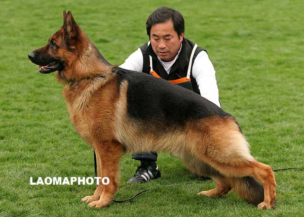 SG3 3021 青年公犬组 Dino von der Glockenheide 公 2007-04-14 W-A3423 CSZ8002083 林永培