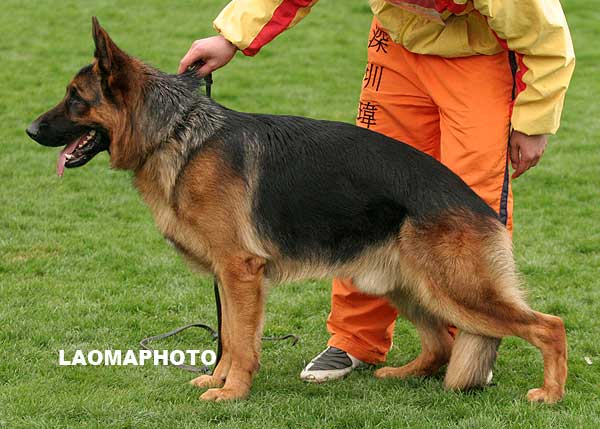 SG4 3001* 青年公犬组 Ballack von Bad-Boll 公 2007-04-03 N-P4921 CSZ8001992 牛福林