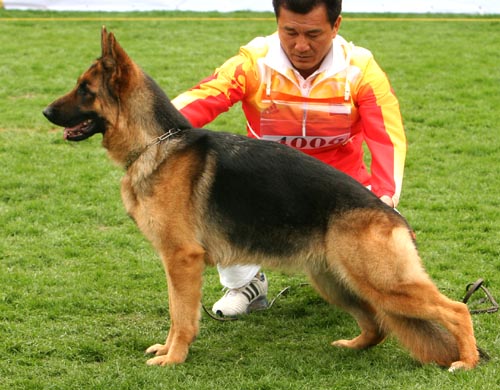 SG2 4006* 青年母犬组 Bacci von HuaiHe 母 2007-08-12 CWM1586 CSZ58967 付宜刚