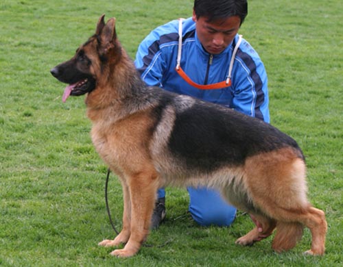 SG3 4059 青年母犬组 Aca von ShiDaYuan 母 2007-9-28 CJF5203 CSZ72487 祖洪涛