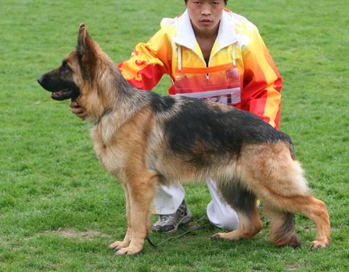SG4 4021* 青年母犬组 Aca von Dossel 母 2007-07-24 CAA6592 CSZ49771 底书信