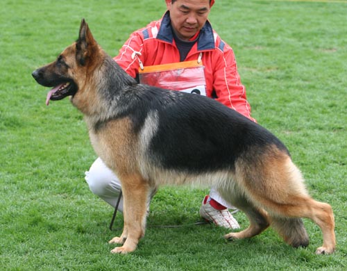 SG5 4032* 青年母犬组 Eila von GongTuo 母 2007-05-09 CFM4108 CSZ60978 张殿海