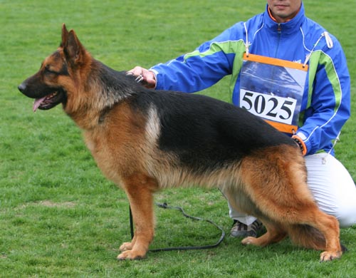 SG4 5025 幼年公犬组 Wanlai vam Major Land 公 2007-10-05 007-198 CSZ8001810 李经涛