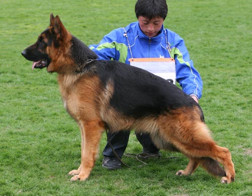 SG5 5023 幼年公犬组 Aim von TianYi 公 2007-12-06 CKA0193 CSZ61671 俞啟国