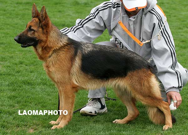 SG5 6034 幼年母犬组 Quaier von QuanTang 母 2008-03-16 CVF0264 CSZ67332 叶均