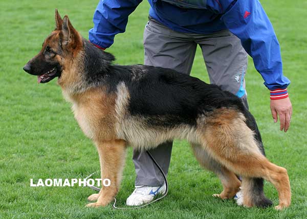 VV3 7021 幼大公犬组 Baltasar von DeYi 公 2008-4-17 CLA3815 CSZ76572 佟德义