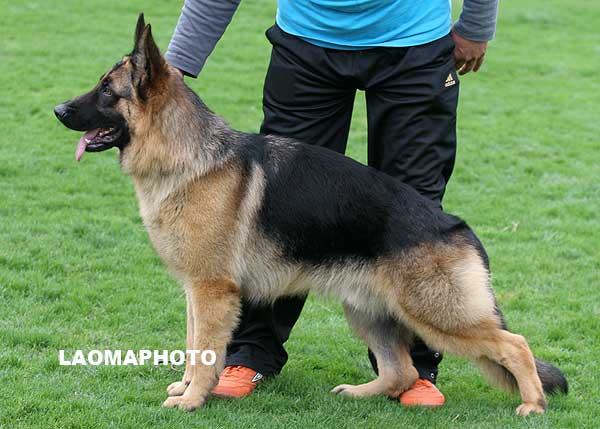 VV4 7006 幼大公犬组 Honx von Ford 公 2008-04-03 CZF1884 CSZ84442 葛立君