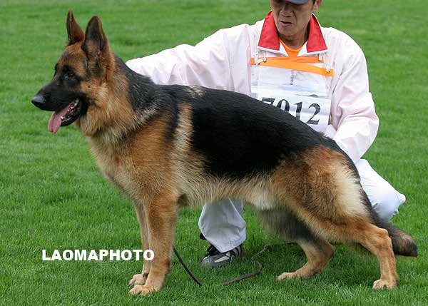 VV5 7012 幼大公犬组 Urk of Tai An Kennel 公 2008-05-01 A08-038 CSZ8002087 李聪