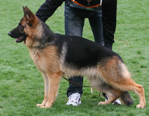 VV2 8011 幼大母犬组 Dalin von SenBao 母 2008-04-24 CKA3236 CSZ72739 孙小东