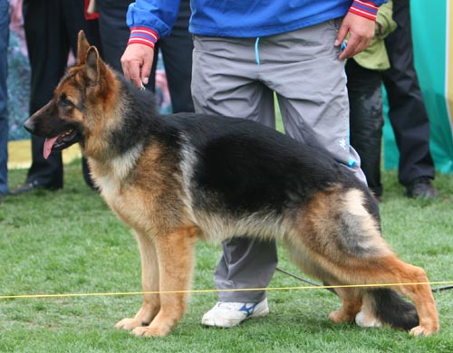 VV3 8038 幼大母犬组 Bonnitana von DeYi 母 2008-4-17 CLA3818 CSZ76575 佟德义
