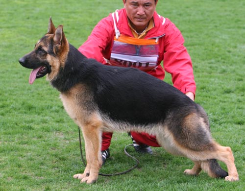 VV4 8001 幼大母犬组 Berthas von YongWei 母 2008-06-23 CHZ9848 CSZ88275 李波