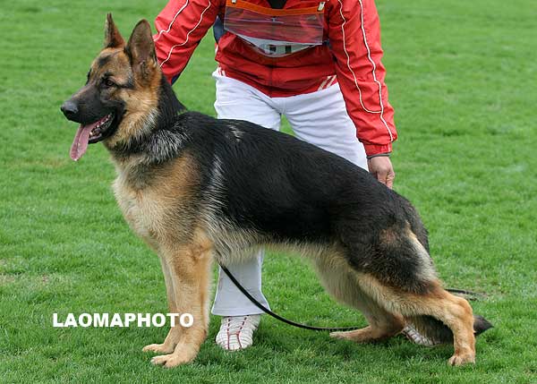 VV2 9012 幼小公犬组 Hoerby von GongTuo 公 2008-07-02 CDZ0116 CSZ81223 张殿海