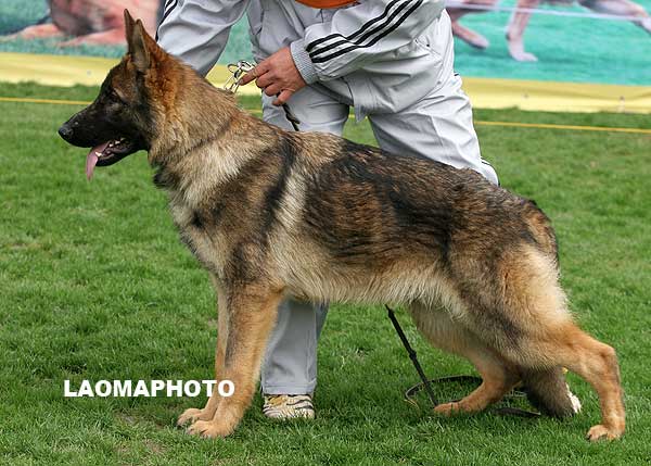 VV5 9007 幼小公犬组 Masteron von QuanTang 公 2008-07-20 CVZ7403 CSZ85406 叶均
