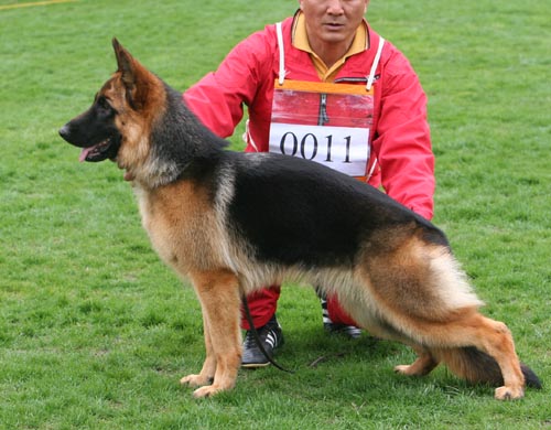 VV3 0011 幼小母犬组 Cetta von HangZhouWeiLi 母 2008-07-06 CZZ4558 禇孝立