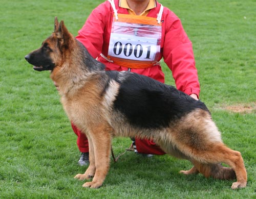 VV4 0001 幼小母犬组 Cantha von WenHao 母 2008-08-30 CEZ1680 CSZ84560 田传军