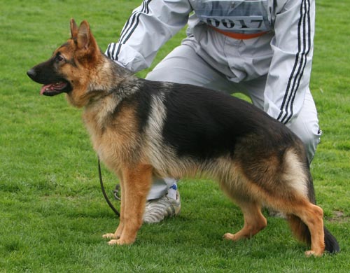 VV5 0017 幼小母犬组 Biondana von FuZhouTianTian 母 2008-08-01 CUZ9016 CSZ87145 亓一闽
